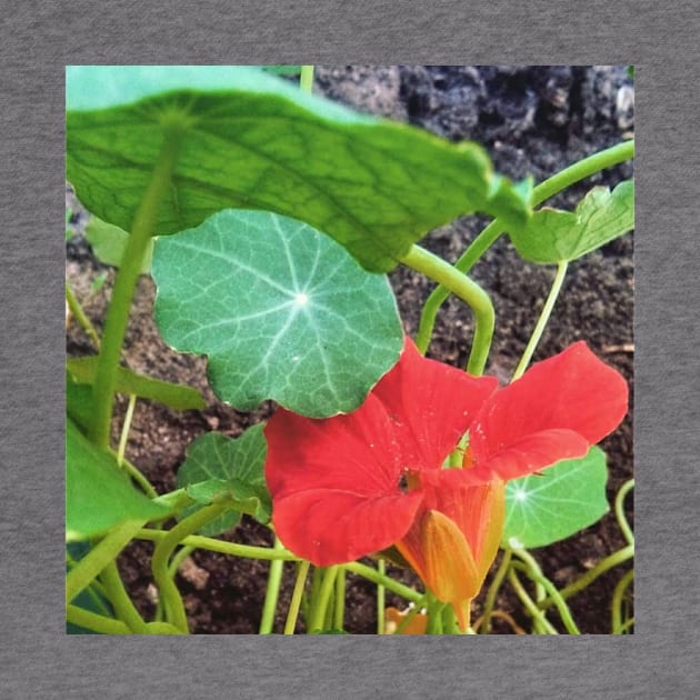 Nasturtium Empress of India by Hajarsdeco